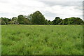 TL3337 : Grassy field by N Chadwick