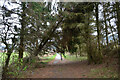 NT3236 : Leaning tree, Innerleithen cyclepath by Jim Barton