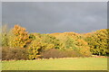 Autumn colours, Starvelarks Wood