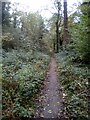 Footpath in Mardyke Woods