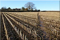 SO4975 : Footpath through maize stubble by Philip Halling