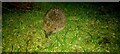 A late Hedgehog (Erinaceous europaeus), Baltasound