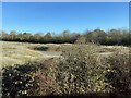 Small pond in lumpy ground south of Kenilworth