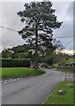 ST4391 : Dominant tree, Rectory Road, Llanvaches by Jaggery