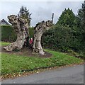 ST4391 : Remains of a substantial tree, Rectory Road, Llanvaches by Jaggery