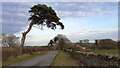 Scots Pine over road towards Lothian Gill