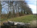 Field boundary and bridleway, Boughton under Blean