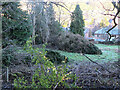 Fallen trees, Gala Hill