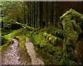 NN0457 : Trees growing out of fallen trees in Glenachulish by Steven Brown