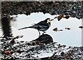 Pied wagtail, Brede Lane, Sedlescombe