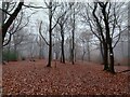 Upper Fell Greave Woods