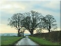 Winter trees