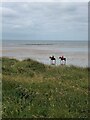 SS7880 : Horse riders on Kenfig Beach by Eirian Evans