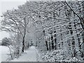 Path / road alongside Upper Fell Greave Woods in snow