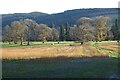 Parkland trees