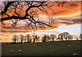 Sheep in field near to Fawnlees Hall