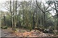 Limpsfield Common