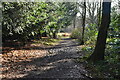 Greensand Way, Limpsfield Common