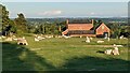 Sheep at Bircher Common