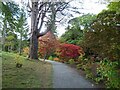 Acers on the path from the western end of the estate