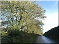 SW9942 : Low sunlight on trees by road to Gorran Churchtown by David Smith