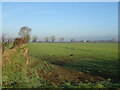 Crop field off the B1246, Barmby Moor