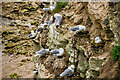 NU2231 : Nesting Kittiwakes (Rissa tridactyla) by Ian Capper