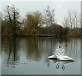 SY7891 : Sculpture by the lakes - Swans by Rob Farrow