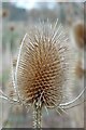 SO8844 : A teasel by Philip Halling