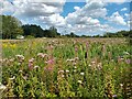 Thorpe Marshes Nature Reserve