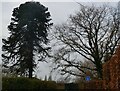 Monkey puzzle tree, Luddenham