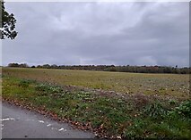 TL2419 : Field by Gipsy Lane, Knebworth by David Howard