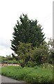 Tree on Chequers Hill, East End