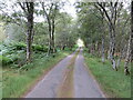 NC4551 : Strath More - Tree enclosed minor road near to Loch Hope by Peter Wood