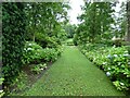 Hydrangea border