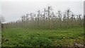 Orchard at the Wye Valley Walk (Byford)