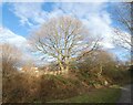 SJ9493 : Oak tree at Foxholes by Gerald England