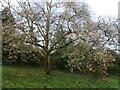 Cherry blossom just after Christmas!  Piggies Hill Park, Chepstow