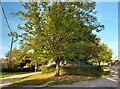 Tree by Wotton End, Ludgershall