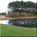 Swans on Lanark Loch