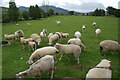 Field of sheep at Tyddin Hendre