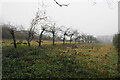 Orchard at The Farm