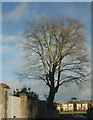 Tree, Litfield Road, Clifton