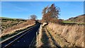 NY6850 : The approach to Lintley Halt Station on the South Tynedale Railway by Clive Nicholson