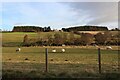 Sheep grazing at Pitchaish