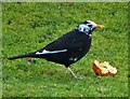 Leucistic blackbird in a suburban Sheffield garden