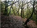 SO3373 : Oaks, Bucknell Wood by Richard Webb