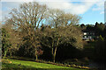 Trees at Old Sneed Park Nature Reserve