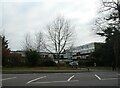 Winter trees in Guildford Road