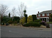 TQ0158 : Splendid garden in Heathside Road  by Basher Eyre